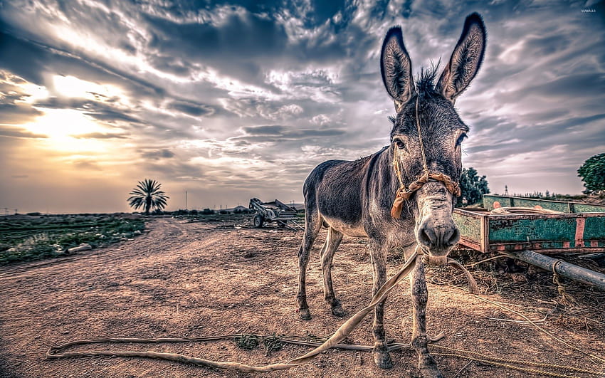 donkeys HD wallpaper