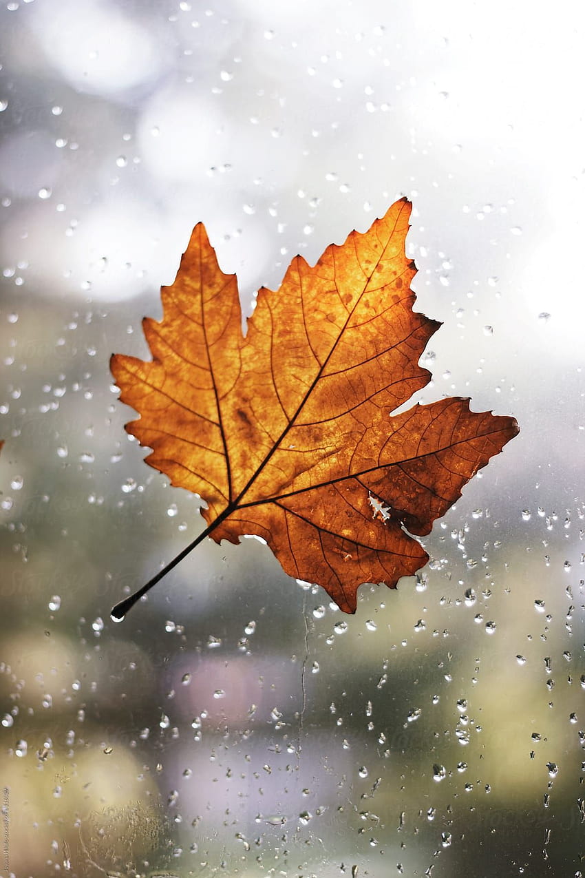 Кленов лист с дъждовни капки, прикрепени към прозореца от Йована Рикало, дъжд от есенни дървета HD тапет за телефон