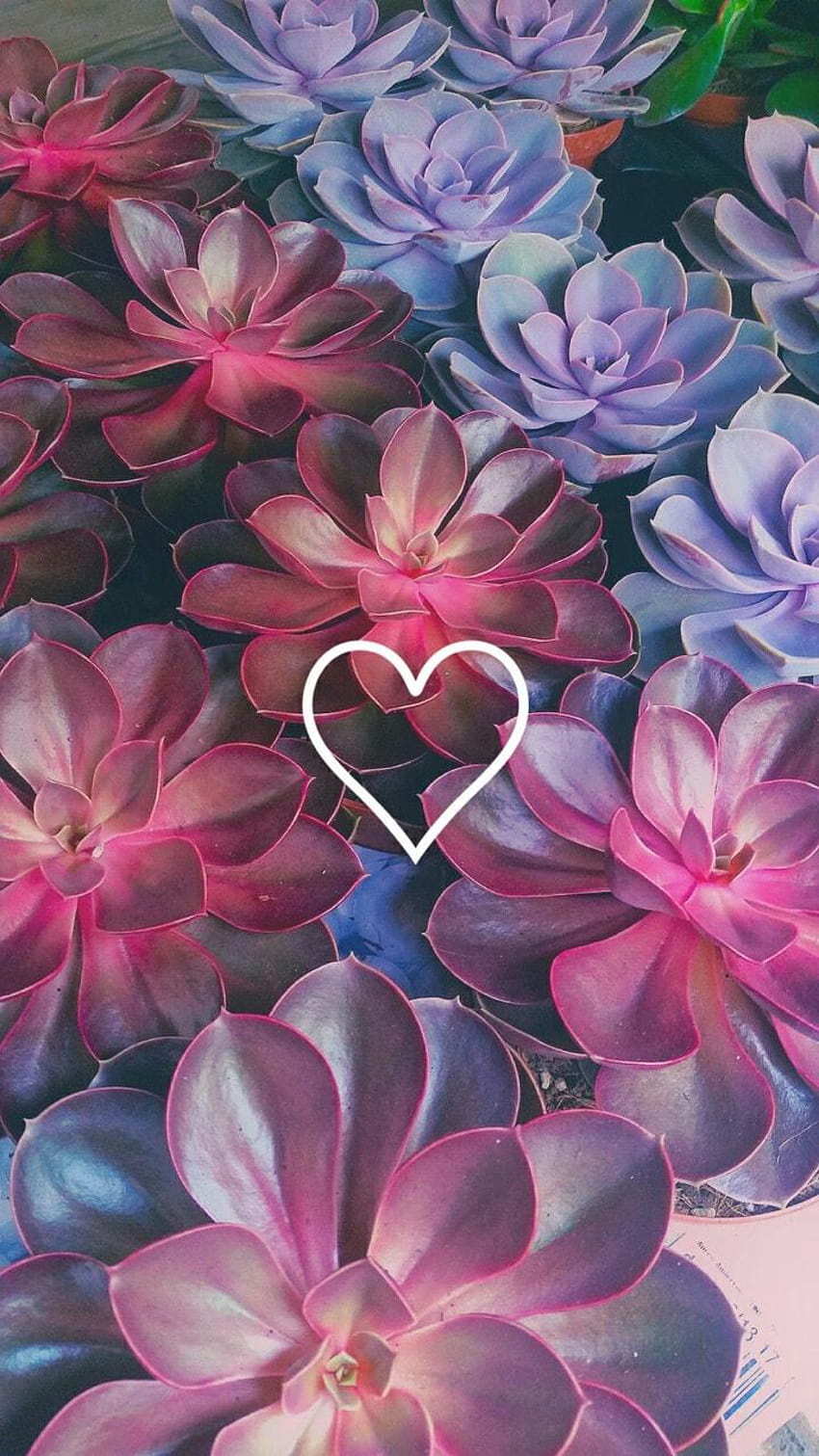 Beautiful backgrounds ! uploaded by Bunnyboy ❁♥, colorful cactuses aesthetic HD phone wallpaper