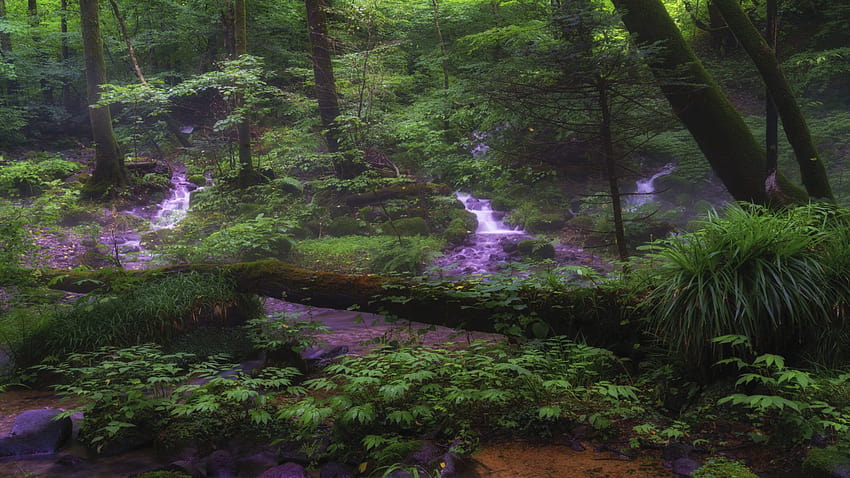 Syohjinsawa Tochigi Japão Água Verde Floresta Árvores Arbustos Samambaia Ultra Tv Para Laptop Tablet Celulares E 3840x2400 : 13 papel de parede HD