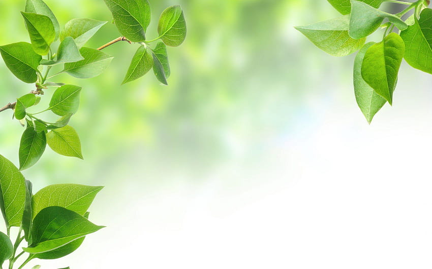 Tea Leaf Liście herbaty, zielony liść Tapeta HD