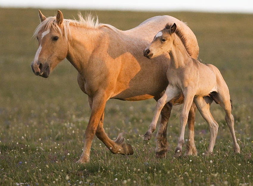 Wild Baby Horses Colts Foals Grass Mare Animals Stallion Horse HD wallpaper