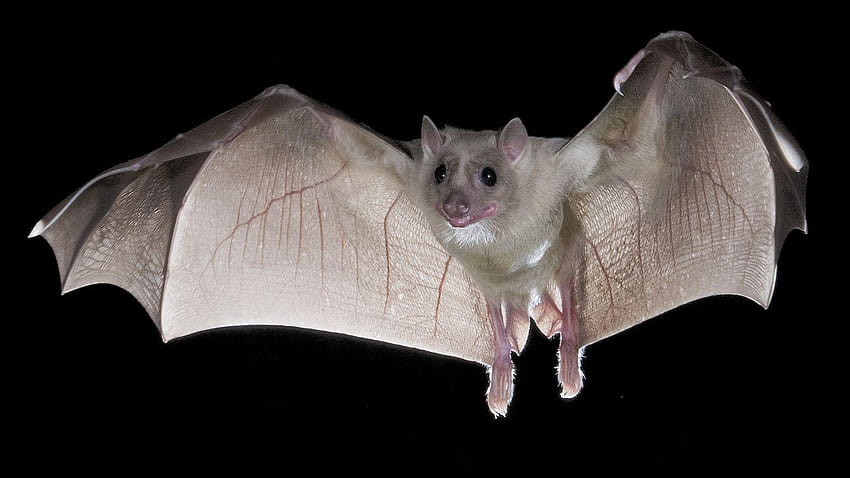 Ghost bat animal facts and HD wallpapers | Pxfuel