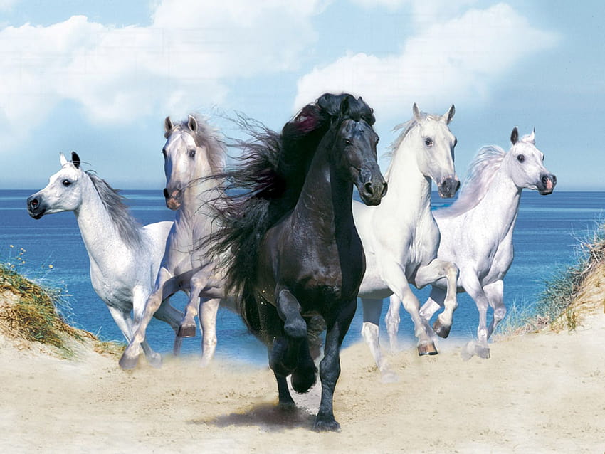 말 4마리, 달리는 말 7마리 검은색 HD 월페이퍼