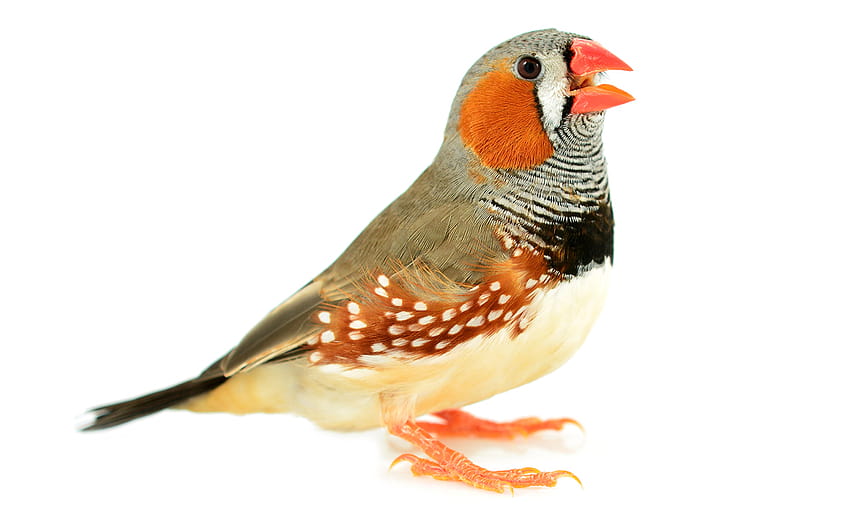 研究者は鳥の脳活動を歌に変換します 高画質の壁紙