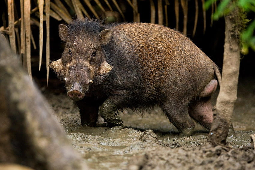 szybkie fotki2: niebezpieczeństwo dzikie świnie, dzika świnia Tapeta HD