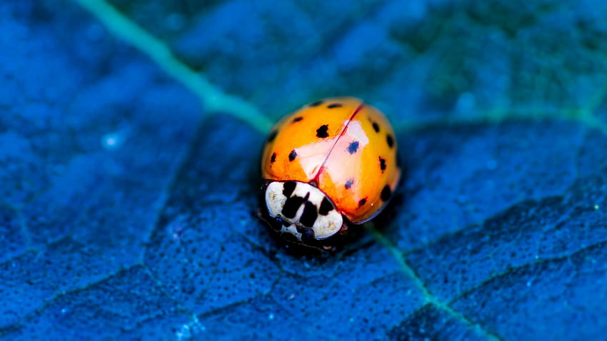 ladybird, beetle, flower, blue, Animals, ladybird beetle HD wallpaper