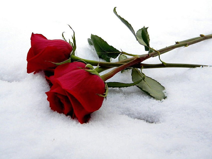 눈 속의 빨간 장미 2 송이, 빨간 장미 겨울 HD 월페이퍼