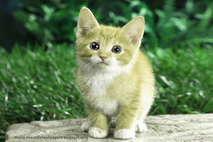 5 아름다운 고양이, 아주 귀여운 고양이 HD 월페이퍼