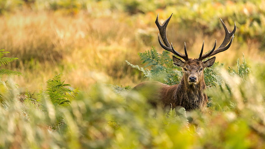 Red Deer Stag – Bing HD-Hintergrundbild