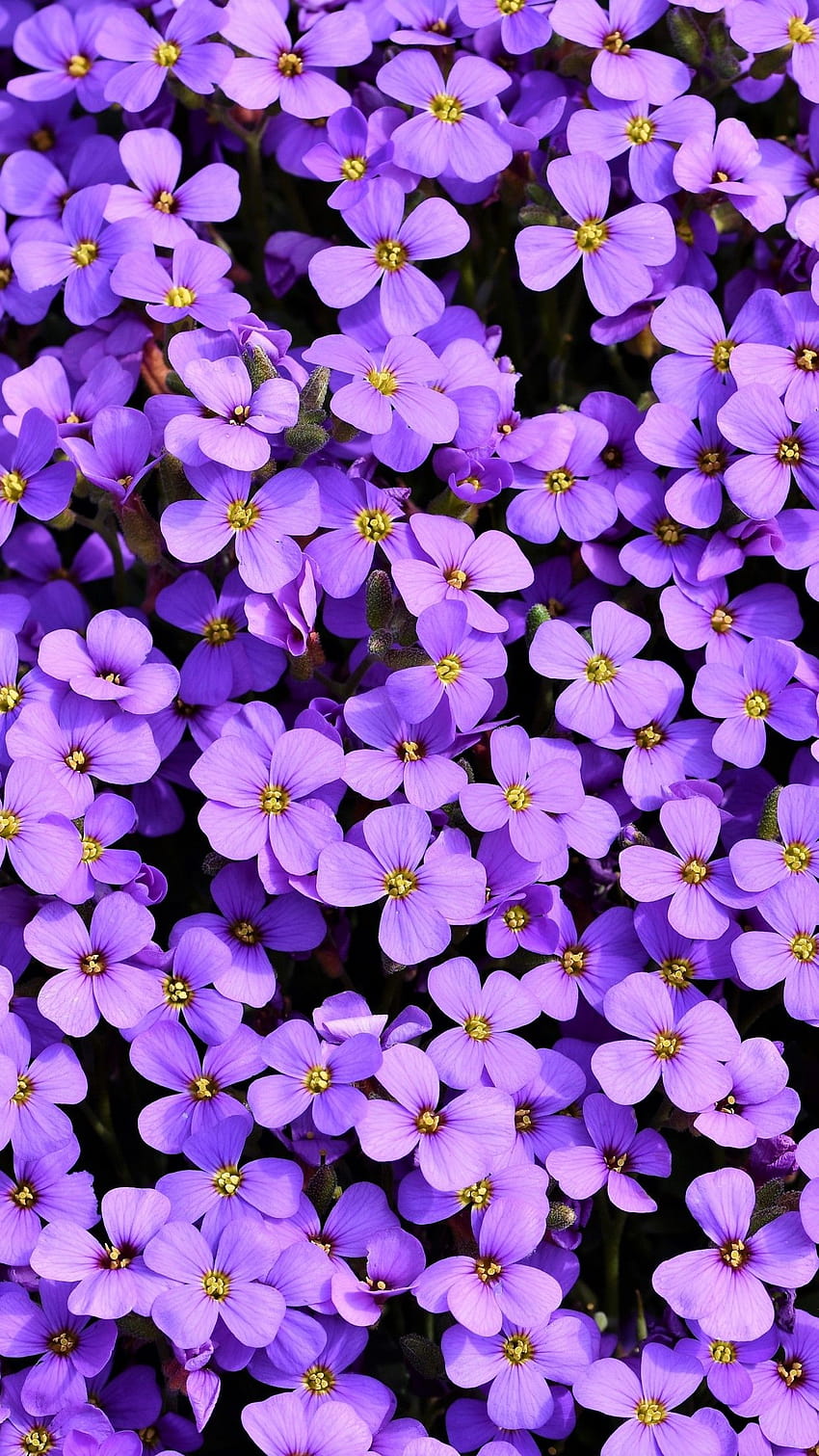 Aubrieta , Fleurs violettes, Fleur, Printemps, Bloom, Violet, Fond floral, Fleurs, iphone 11 pro max printemps Fond d'écran de téléphone HD