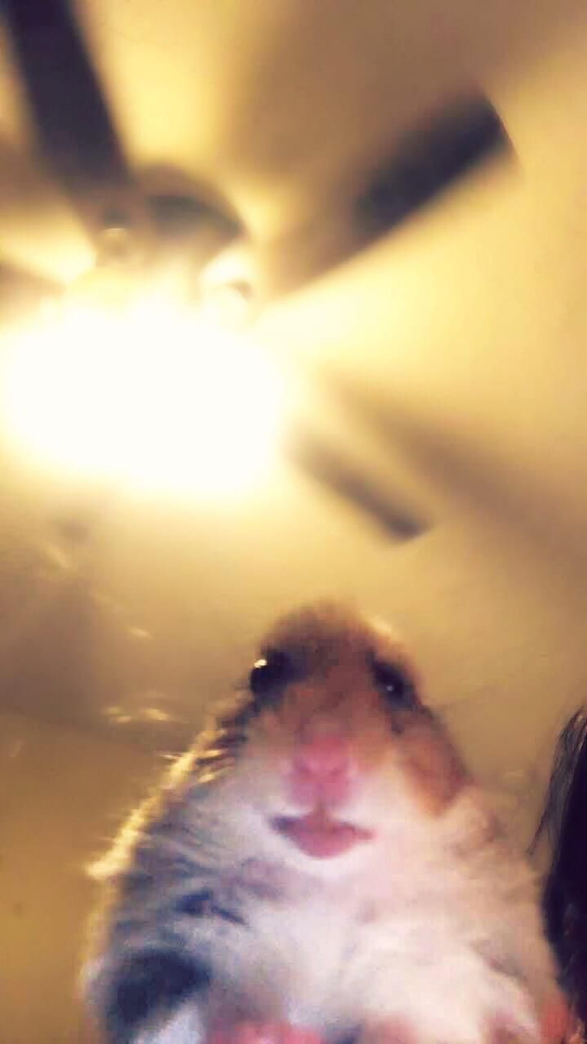 Hamster-Meme HD-Handy-Hintergrundbild
