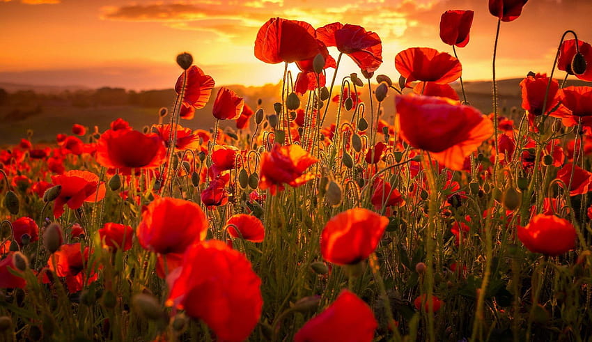 Poppies Sunset Gallery, poppy field at sunset HD wallpaper