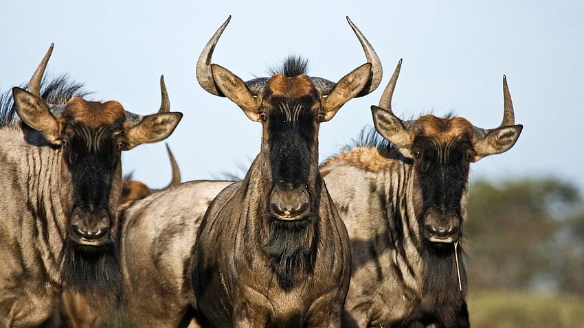 The Wildebeest Is One Highly Toned Machine, blue wildebeest HD wallpaper