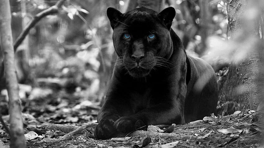青い目をした黒豹、黒豹動物 高画質の壁紙