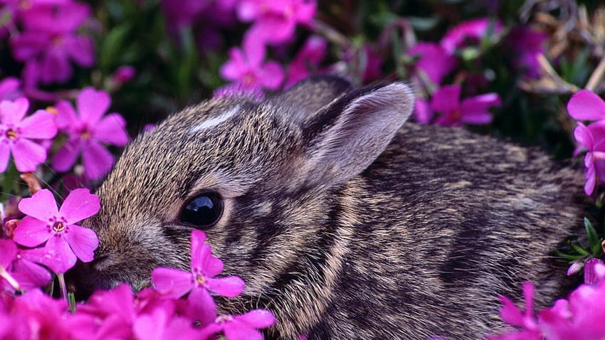 Spring Baby Animals, baby spring animals HD wallpaper