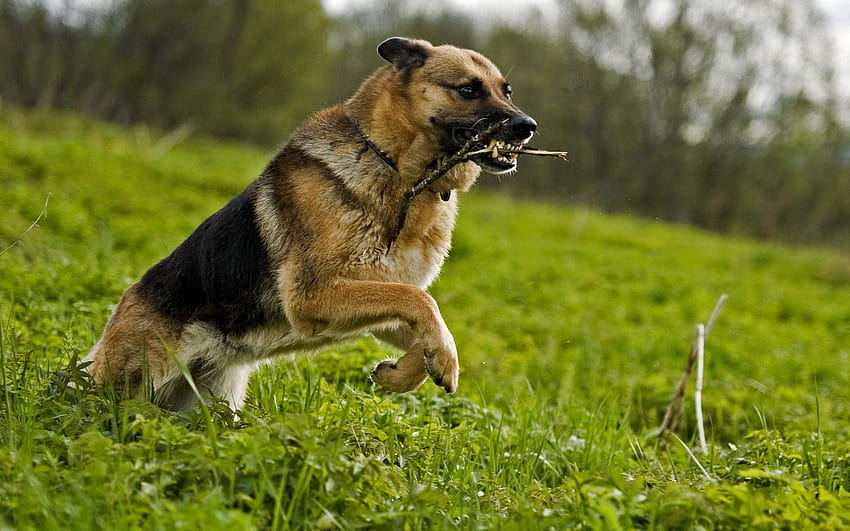 Dog Training, german shepard boxer HD wallpaper