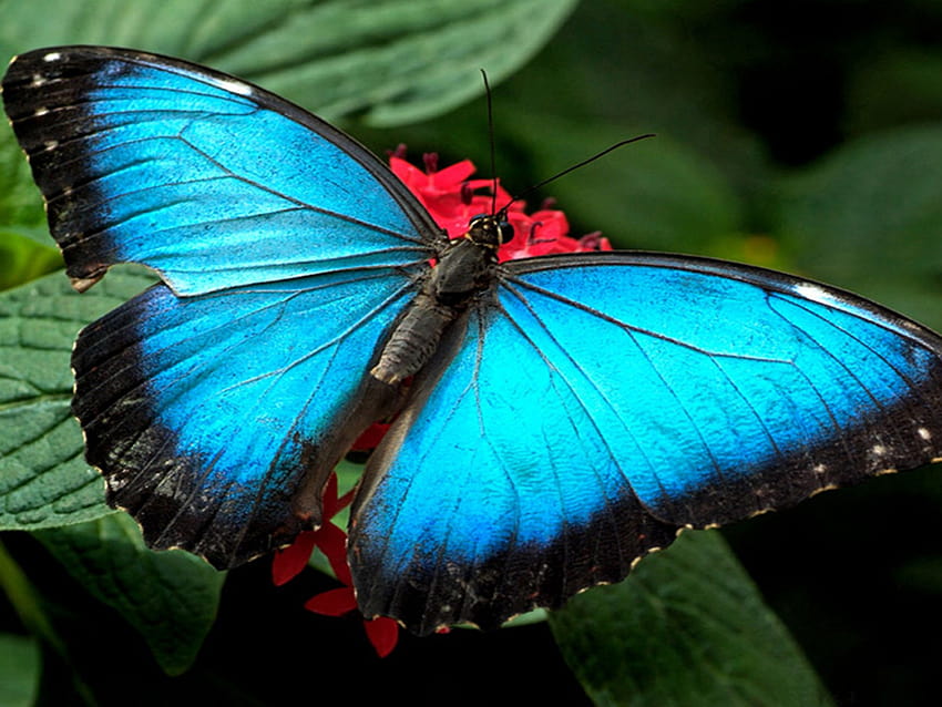 Blue Butterflies : 13, winter butterflies HD wallpaper | Pxfuel