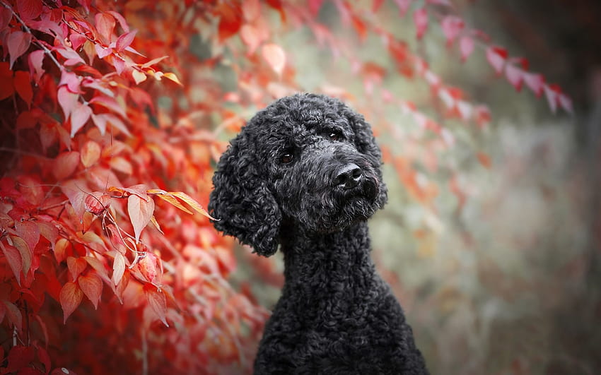 Black Poodle, autumn, curly dog, Poodle, pets, dogs, funny dog, Poodle Dog with resolution 1920x1200. High Quality, standard poodle HD wallpaper