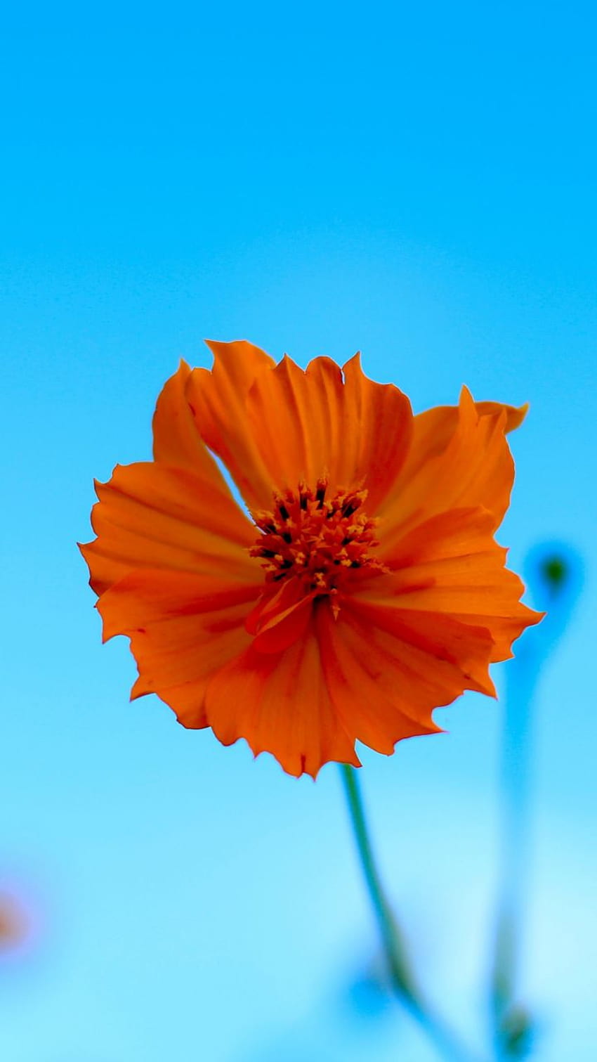 Orange flower, blur, spring, portrait, 720x1280, spring orange HD phone wallpaper