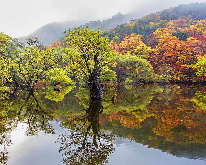 Autumn Trees With Autumn Leaves Reflection In Water Cheongsong South Korea Landscape graphy Ultra For Mobile Phones Tablet And Laptops : 13, korea autumnn HD wallpaper
