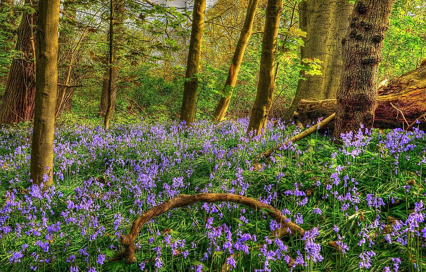 forest, trees, flowers, R, spring, bells, Spring, purple lavender forest HD wallpaper
