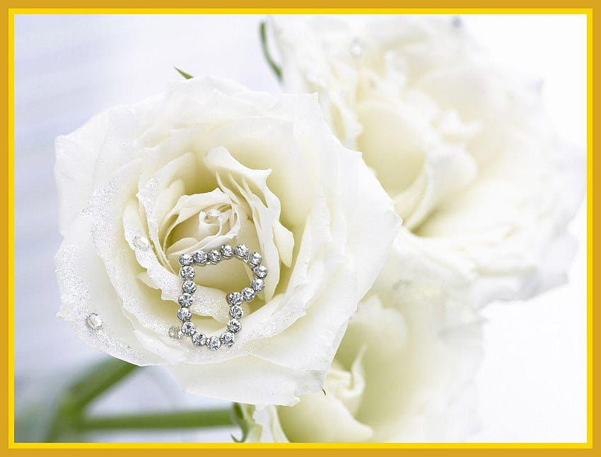 Stunning Love On The Top White Rose Flower Wall Pic Of, white rose love ...