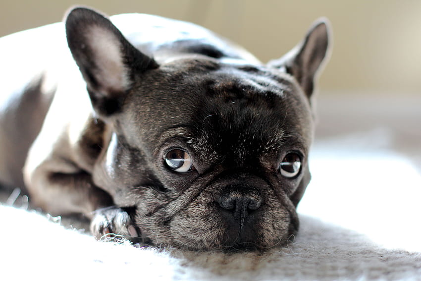 Of Frenchie Dogs Dog Breeds, frenchie bulldog HD wallpaper
