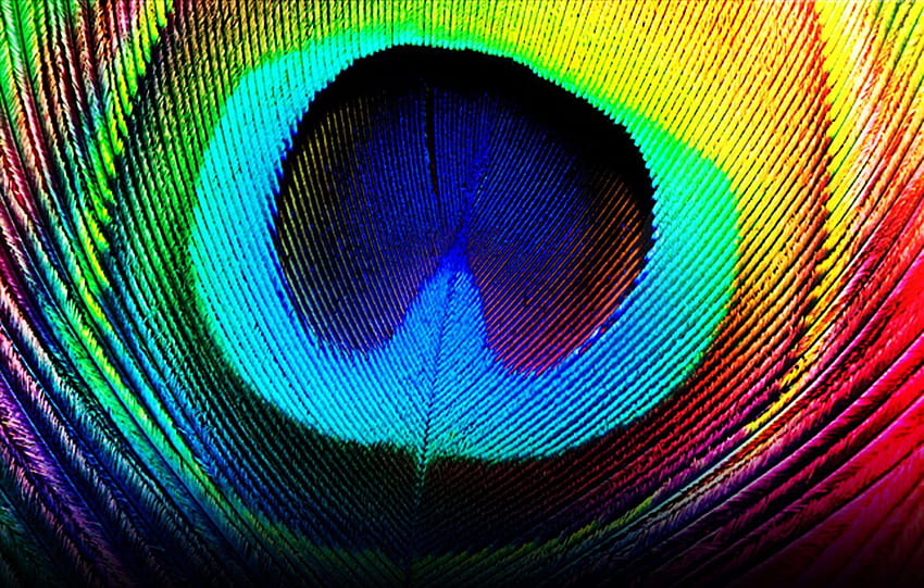 Beautiful Peacock Feather HD wallpaper