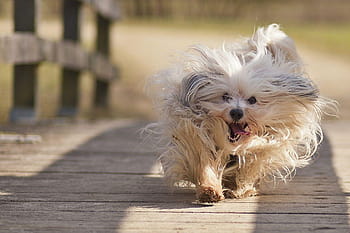 can havanese run