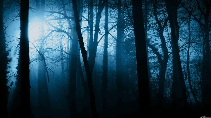 Scary Forest, spooky forest HD wallpaper