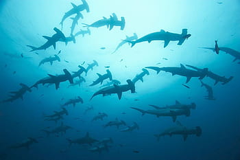 hd hammerhead shark wallpaper