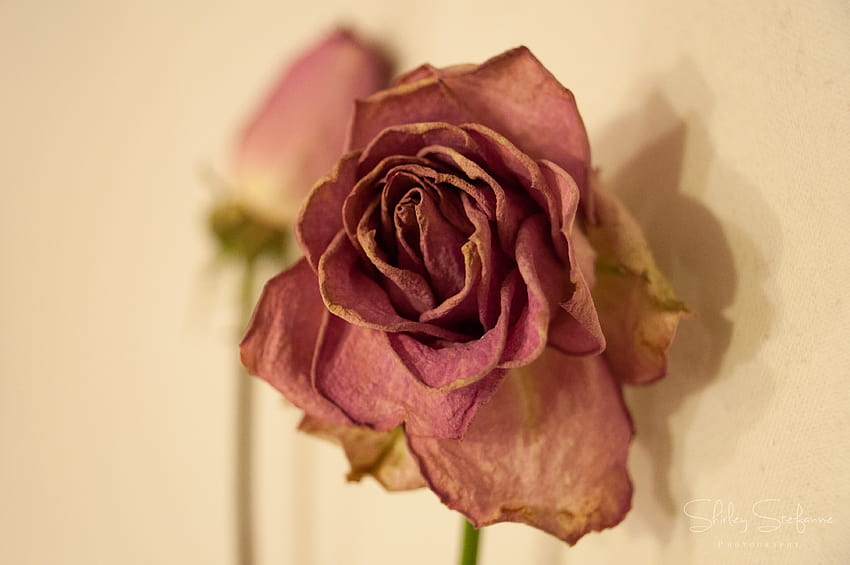 : Dry rose HD wallpaper