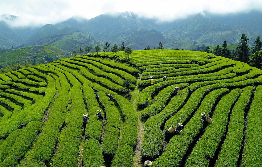 hills, China, tea plantation , section пейзажи HD wallpaper