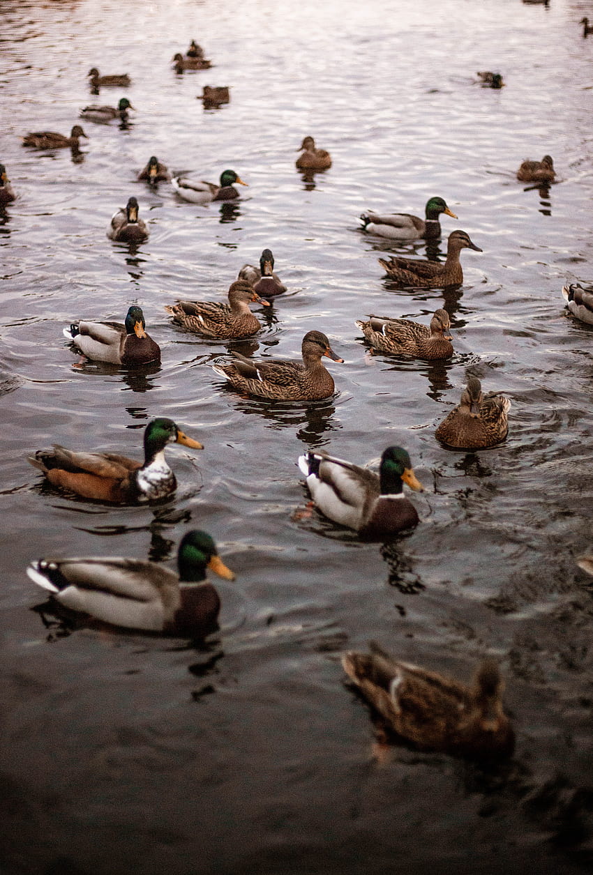 Flock of Mallard Ducks on Water · Stock, ducks in water HD phone wallpaper