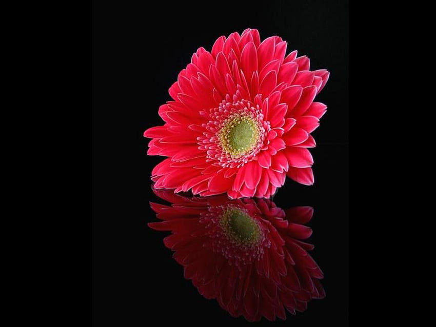 Daisy Flower Pink s, różowy kwiat stokrotki Tapeta HD