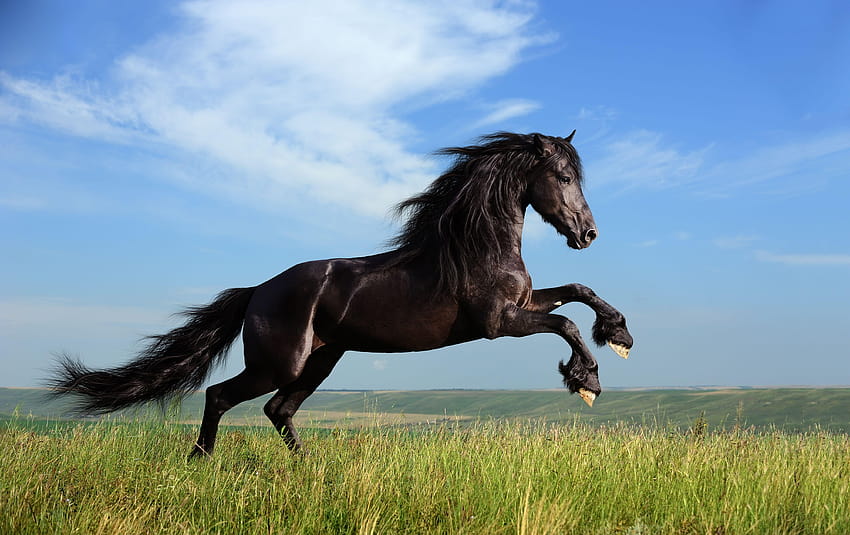 1198 Pferd, Hengst HD-Hintergrundbild