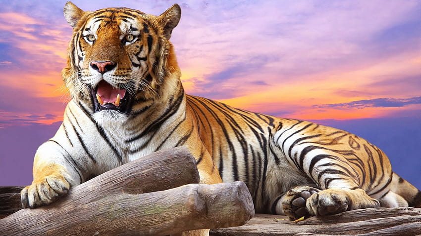 Wild Tiger Group, corpo intero di tigre Sfondo HD