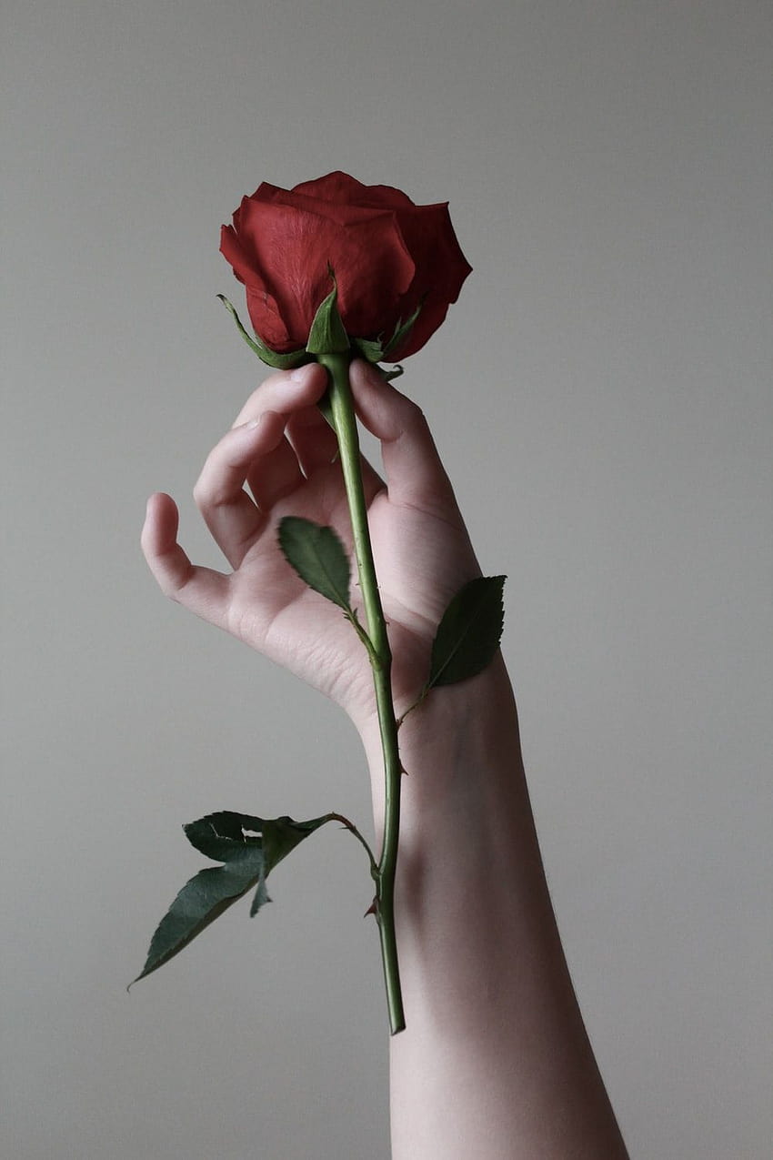 35 Romantic Rose [HQ ..., rose propose HD phone wallpaper