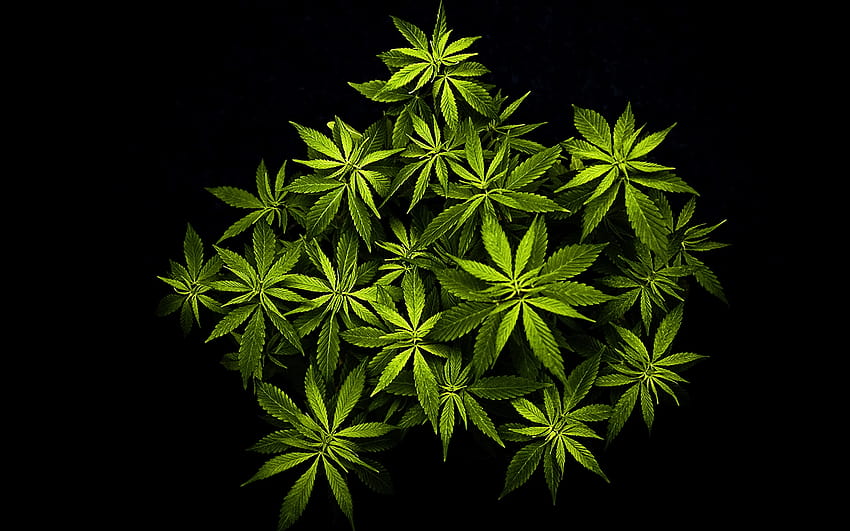 Marijuana Png & Ganja .png Transparan, kanabis amoled Wallpaper HD