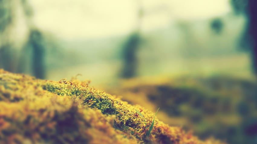 Nature focus moss macro blurred 1920x1200 11578 [1920x1200] for your , Mobile & Tablet HD wallpaper