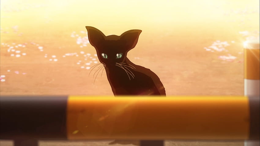 Symbolism In Your Lie In April, your lie in april black cat HD ...