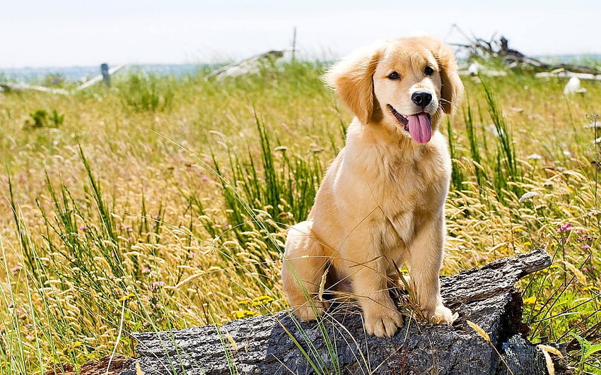 Puppy on a summer day., summer golden retrievers HD wallpaper