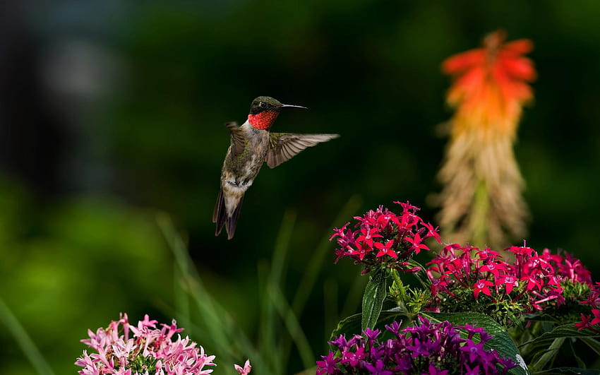 6 Spring Hummingbird, hummingbird and roses HD wallpaper