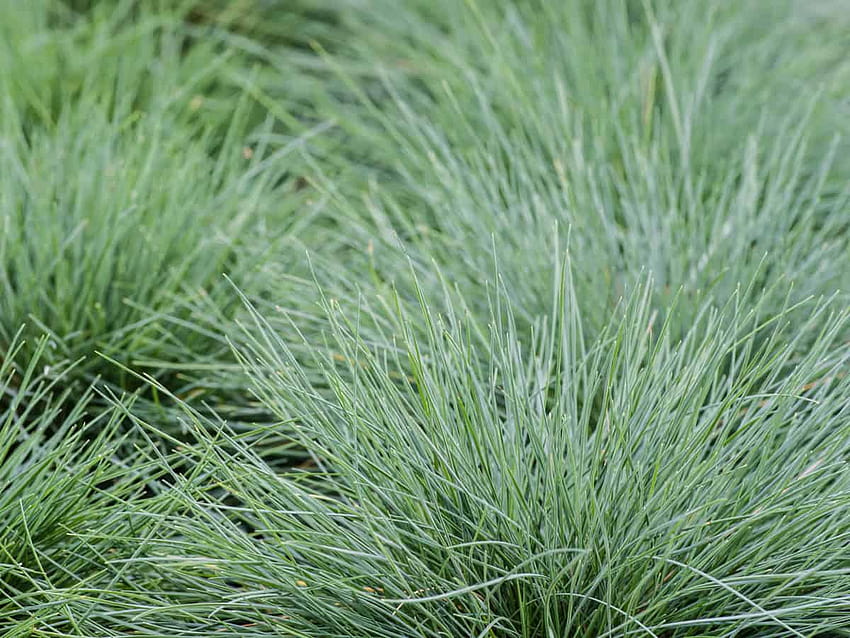 印象的で鮮やかな観賞用の17の美しい多年生草、アワムギの観賞用草 高画質の壁紙