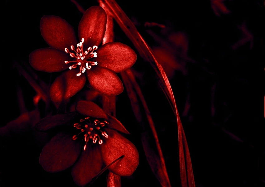 Flores: Flores Perdidas Amor Rojo Flor Negra Tamaño Grande para, amor rojo y negro fondo de pantalla