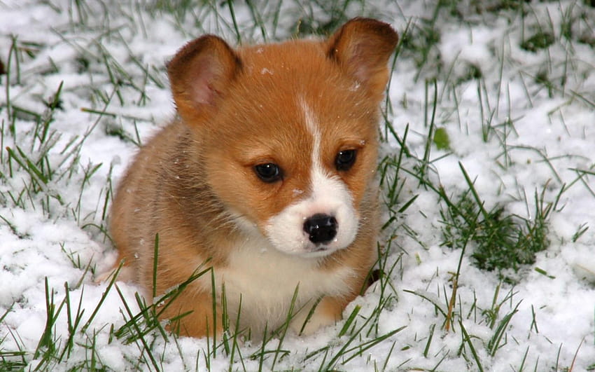 Cute corgi, corgis HD wallpaper | Pxfuel