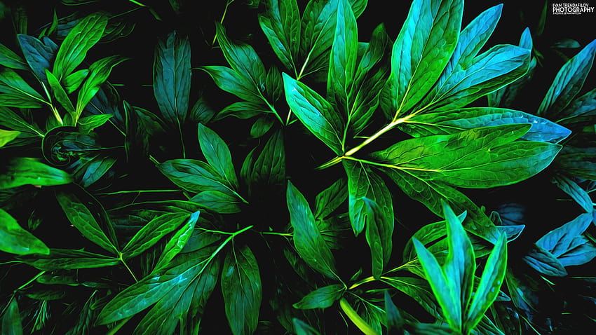 : 2560x1440 px, verde, hojas, naturaleza, plantas, sombra 2560x1440, naturaleza planta fondo de pantalla