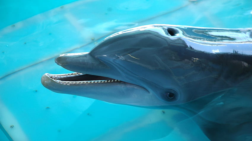 イルカの物語のスター、冬はクリアウォーター海洋水族館で危機的な状態にある、イルカの物語の映画 高画質の壁紙