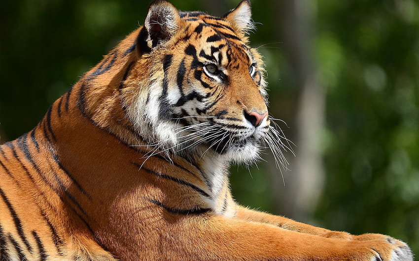 Портрет на тигър профил 2560x1600, портрет на тигър HD тапет